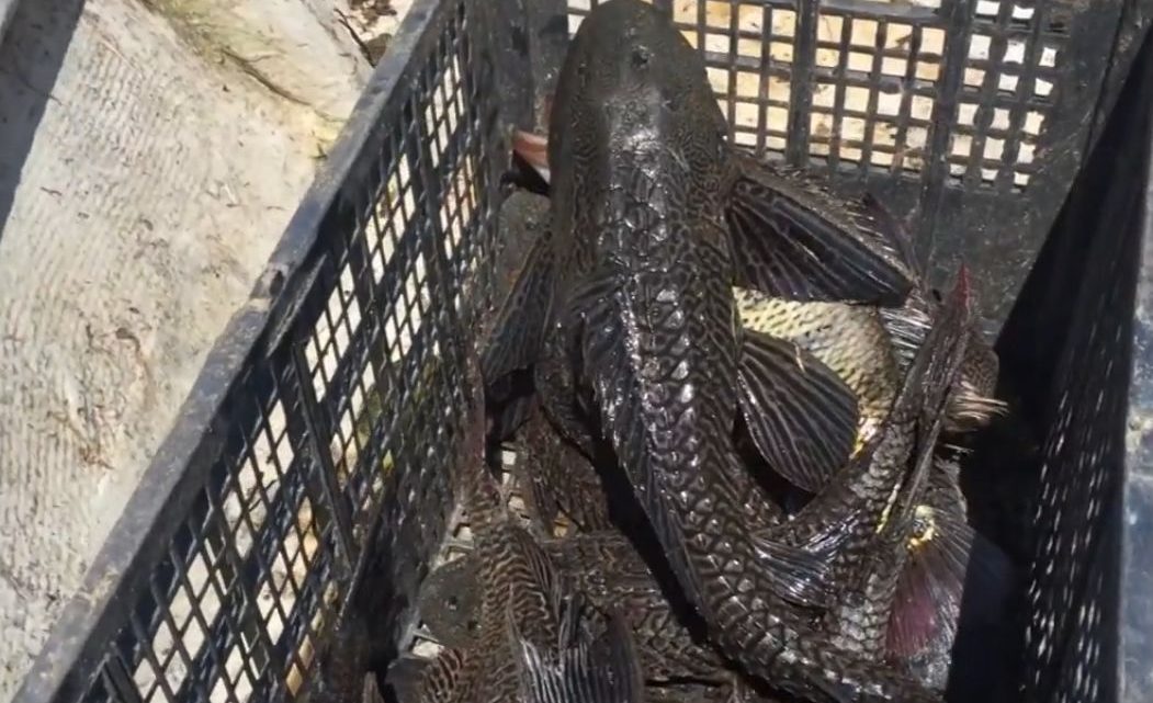 La pesca en la Reserva de la Biósfera Zicuirán-Infiernillo en declive por invasión del pez Diablo