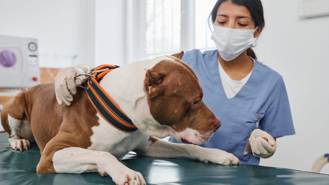 Trasladan a una clínica Huellitas a perro arrollado por locomotora en Tlalnepantla